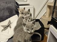 4 verschmuste BKH Kitten in Blau und Fawn sind abgabebereit - Eislingen (Fils)