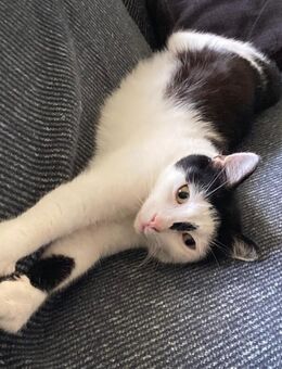 Hexa - europäische Kurzhaar - 6 Jahre - Tierhilfe Franken e.V. - Lauf (Pegnitz) Zentrum