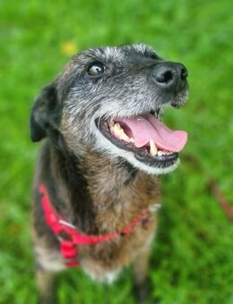 MOKKA (ca.6 J.) ist Liebe pur auf 4 Pfoten - München