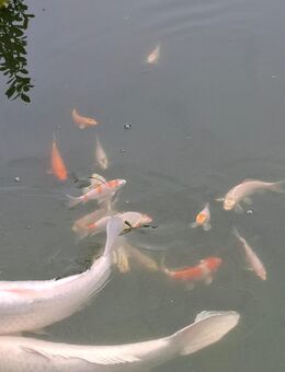 Kleine junge Koi Fische Karpfen aus 2024 ca. 10 cm - Regenstauf