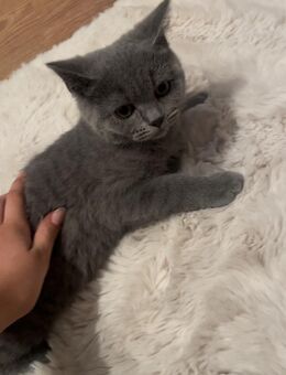 BKH KITTEN - Göttingen