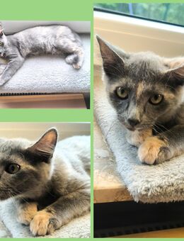 Sphinx Katzen Kitten - Fürstenau