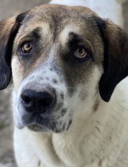 Elliot, geb. ca. 05/2022, lebt in GR - Markdorf