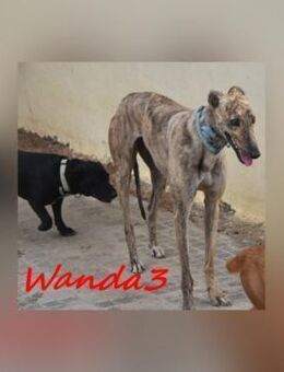 Wanda3 ist eine Traumgalga 11/23 ESP - Ruppertsecken