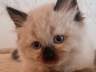 Ragdoll Kitten - Kleve Zentrum