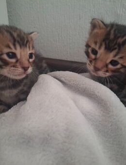 6 wunderschöne mini Leoparden mit Stammbaum - Ankum
