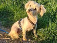 Hanka sucht ihr Forever Home - Remagen
