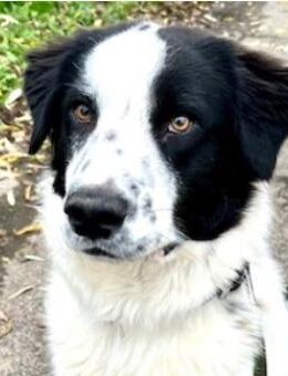 Nico - ein echter -one-man-dog- - Mettmann