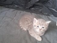 reinrassige Britisch Kurzhaar Kitten/BKH suchen liebevolles Zuhause - Bad Füssing