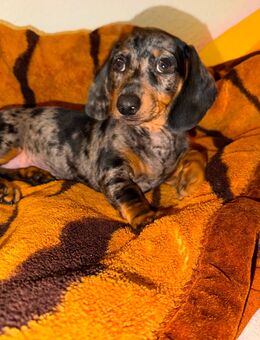 Süße Dackel-Welpen - Halle (Saale)