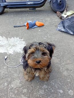 Yorkshire Terrier Welpen abzugeben - Kiel