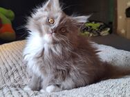 Maine Coon / Heilige Birma - Zehdenick