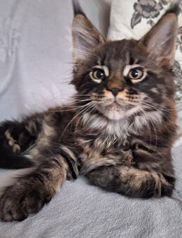 Maine Coon - Liebenau (Niedersachsen)