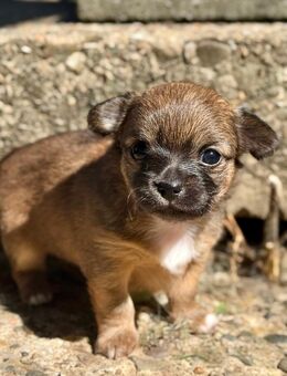 Chihuahua Welpen Langhaar Hündin Ahnentafel - Herschbroich