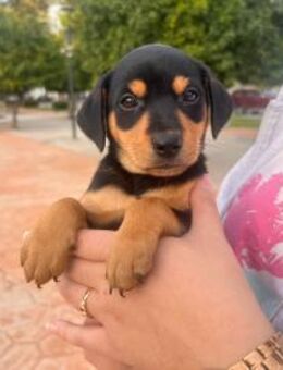 Platano - neugierig und freundlich - Heppenheim (Bergstraße)