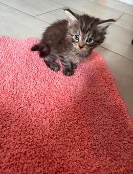 Maine Coon XXL Kitten - Essen