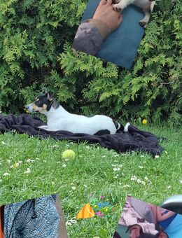 🐾 Verspielter Rüde „Mailo“ sucht liebevolles Zuhause 🐾 - Zeitz