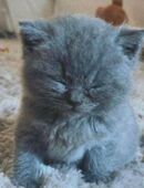 Bkh kitten in 53125