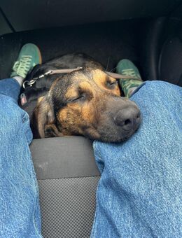 Asher sucht ein neues Zuhause! - Nürnberg