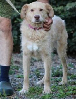 Diras - kinderlieber Familienhund - Lohra