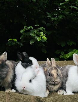 Zwergkaninchen Babys Löwenköpfchen Mini lop - München