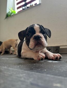 Französische Bulldogge - Zerbst (Anhalt) Bornum