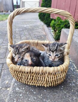 BKH, Katzenbaby, Kitten, Katze, Cat - Hamburg