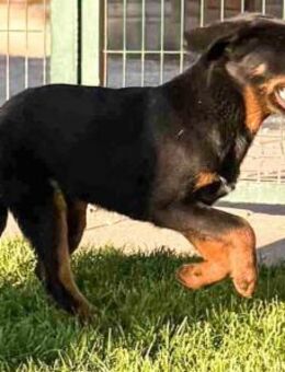 Hundejunge JORAH (fröhlich) - Linden (Hessen)