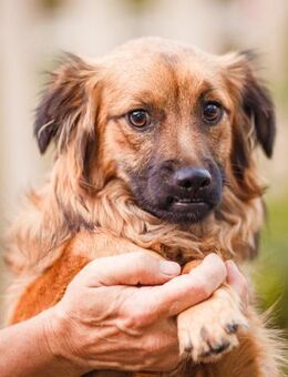 noch halb Hundekind, Kiron - Augsburg