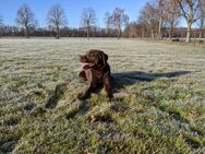 Labrador schokobraun - Teichland