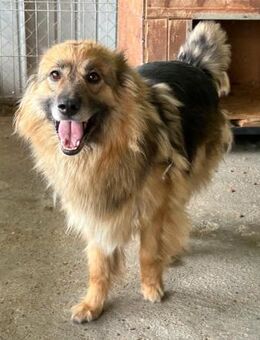 LUPITZA - liebe Hündin sucht ihr Glück! - Korschenbroich