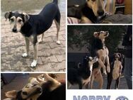 NOBBY -Sanfte Seele möchte vertrauen- - Duisburg