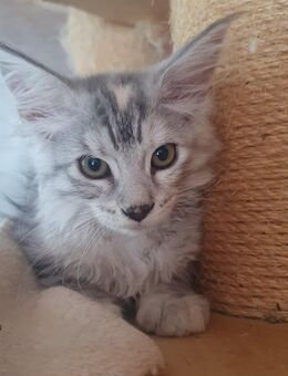 Maine coon baby reinrassig mädel - Gerolstein
