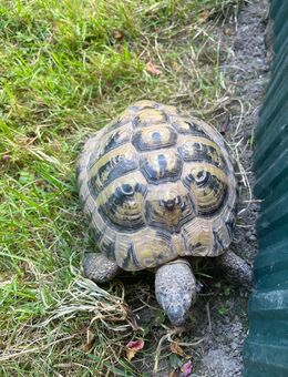 Griechische Landschildkröten, Testudo Hermanni - Rosenheim