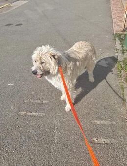 Tedy, lieb und freundlich - Bonndorf (Schwarzwald)