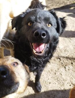 Kroatischer Schäferhundmix Momo - Ellerbek