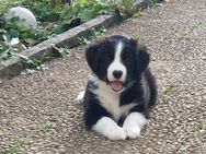 Border Collie Bordercollie Welpen - München Moosach