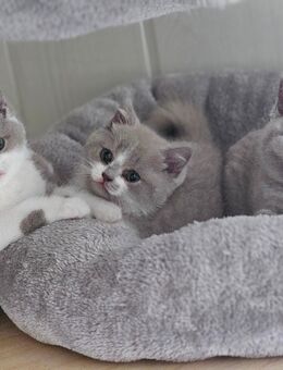 BKH Kitten ab Ende August - Werl