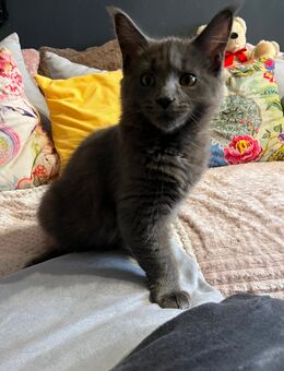 Ragdoll Mix Kitten dürfen ausziehen - Quickborn (Landkreis Pinneberg)