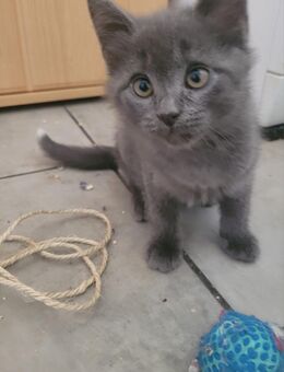 BKH- Kitten - Colditz