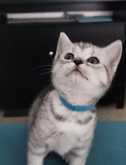 5 bkh mix kitten - Wassenberg
