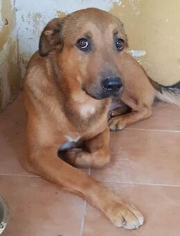 Thaylor sucht ein Zuhause für immer - Laatzen