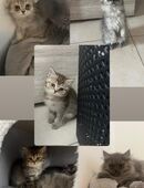 Britisch Kitten in 49356