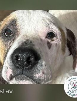 Gustav: Sucht ein Zuhause - Kirchzell