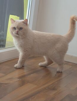 Zwei Britische Langhaarkatzen suchen ein neues Zuhause 🐾 - Lüneburg