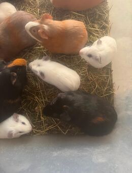 Meerschweinchen Böcke - Dortmund
