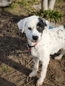 MONDO - gutmütig, sanft, freundlich - Linden (Hessen)