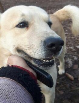 Gentleman Sunny wünscht sich ein Zuhause - Oberhausen