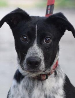 Guba - vorsichtig & freundlich - Lohmar