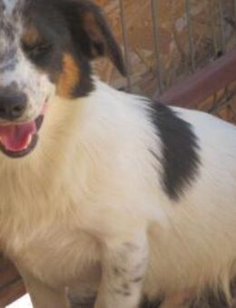 Ivo - der Hoffnungsvolle 🐾 - Elsdorf (Nordrhein-Westfalen)